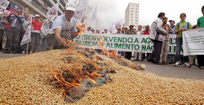 Hungary destroy Monsanto GMO cornfields across the country