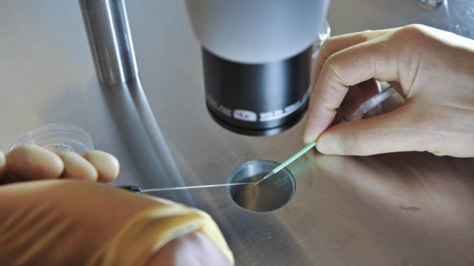 Scientists In Japan Given Approval To Modify Fertilized Human Eggs