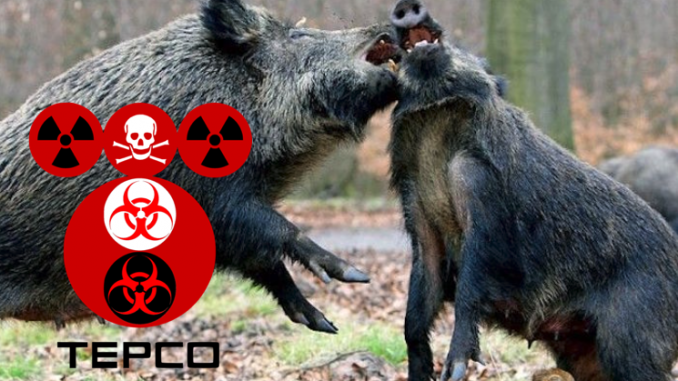 Crazed Radioactive Wild Board Terrorize Near Fukushima Site