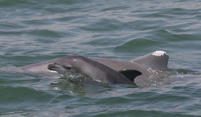 BP's Gulf Oil Spill Behind Deaths Of Baby Dolphins