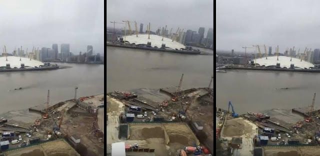 Mysterious creature filmed in the river Thames in London, UK