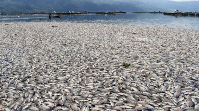Citizens in Vietnam protest against mysterious mass fish die off