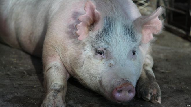 This pregnant sow is carrying human-pig chimera emryos