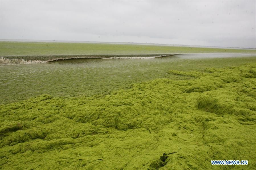 green algae