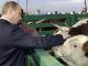Putin permanently bans GMO animal feed in Russia