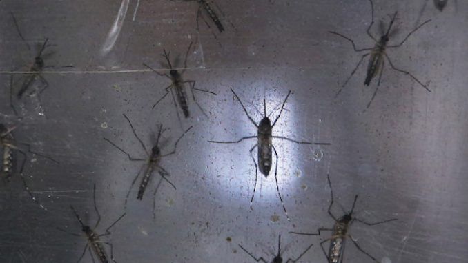 Zika virus is a growing threat, warn scientists