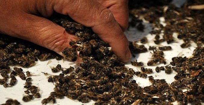 Maryland bans pesticides linked to death of bees