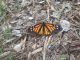 Butterflies in California are on the verge of becoming extinct due to the use of Monsanto's Glyphosate