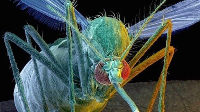 FDA approve GM mosquitoes to fight Zika virus