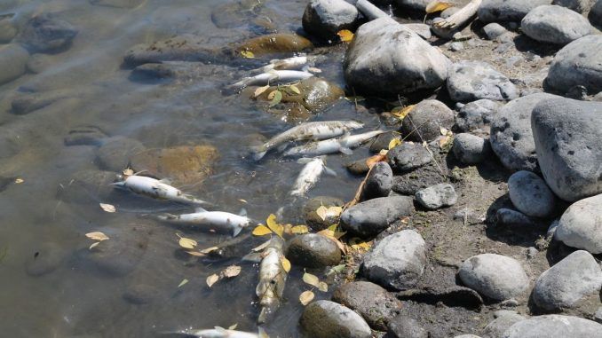 Yellowstone River Closes As Deadly Parasite Kills Thousands Of Fish