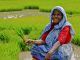 Indian rice farmers debunk the myth that GMOs are needed to feed the world