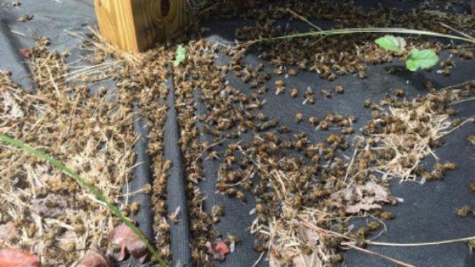 A low flying plane spraying Naled - a pesticide intended to kill Zika-carrying mosquitoes - left a trail of millions of dead honey bees in its wake in South Carolina on Sunday.