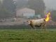 California to regulate cow farts in an attempt to combat global warming