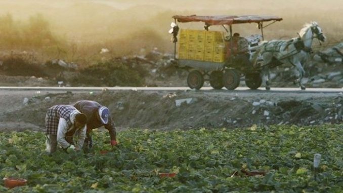 Israel sprays pesticides along Gaza border over Christmas period