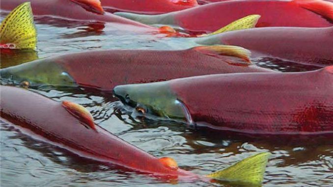 Radioactive salmon from Fukushima found in Canada