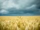 MIT scientists Dr. Stephanie Seneff claims the public are being lied to about wheat