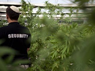Israel to decriminalize cannabis use