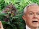 Attorney General Jeff Sessions said that if the states want to legalize marijuana then Congress should make it legal at the federal level.      
