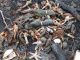 1,000s Of Sea Creatures Mysteriously Wash Up Dead In Canada