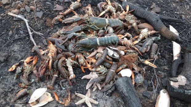 1,000s Of Sea Creatures Mysteriously Wash Up Dead In Canada
