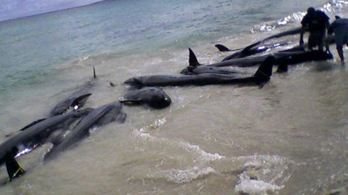 82 False Killer Whales Dead In Massive Stranding Off Florida Coast