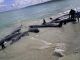 82 False Killer Whales Dead In Massive Stranding Off Florida Coast