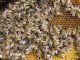 Thousands of dead bees wash ashore in Florida