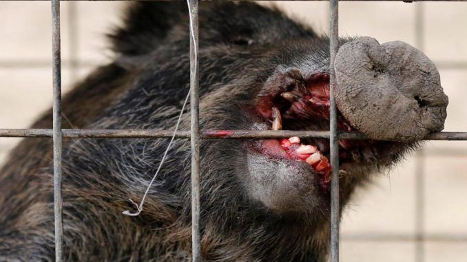 Fukushima radioactive boars terrorist 2 Japanese towns