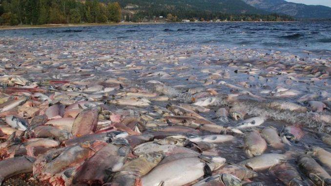Millions of salmon feared dead on US west coast