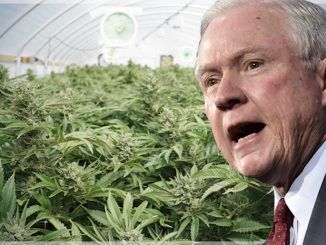 Attorney General Jeff Sessions claims the administration is intent on banning marijuana nationwide because it "makes people violent" and "Lady Gaga is addicted to it."
