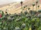U.S. eyes North Korea's vast opium fields