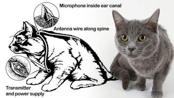 The CIA slit cats open and install spy wires in their ears, antennas along their spines, and batteries in their stomach, according to information shared by Wikileaks.