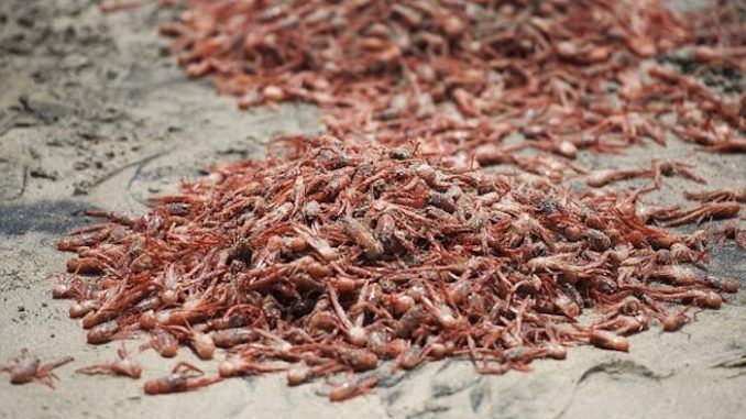 Millions of dead sea creatures found washed ashore in Hawaii