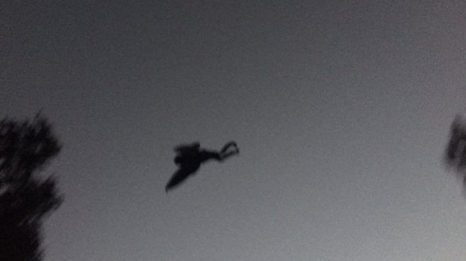 Mothman creature spotted over Chicago