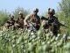 US Nato invasion of Afghanistan results in soaring opium production