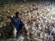 The U.S. Department of Agriculture recently gave the green-light to China to process US raised chickens for the US market.