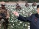 Kim Jong-un says the real reason for war in North Korea is to take control of the country's vast poppy fields