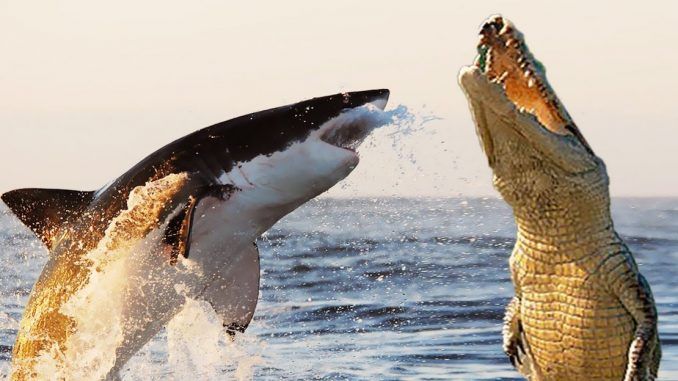 Throughout the ages humanity has debated who would win a fight between an alligator and a shark, and now U.S. researchers have finally provided an answer to the question.