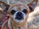 South Carolina chihuahua owners are on edge as a dog serial killer targeting the breed continues a brutal killing spree across the state. 