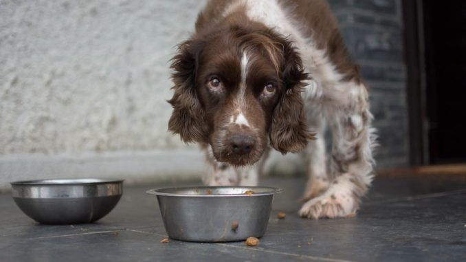 Following a mass recall of its products, a pet food company has been caught using recycled pets as cheap protein in its popular dog food.