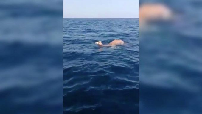 Footage of swimming camels and elephants sparks fears of April apocalypse