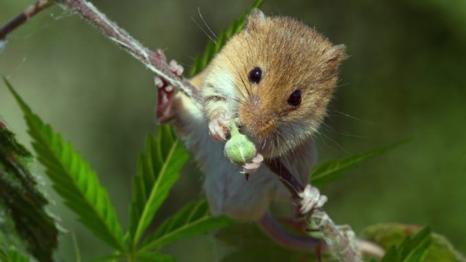THC found to reverse ageing in mice