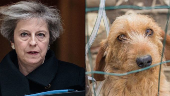 MPs have voted to reject the inclusion of animal sentience into the EU Withdrawal Bill - a move one group says undermines Michael Gove's high animal welfare pledge. 