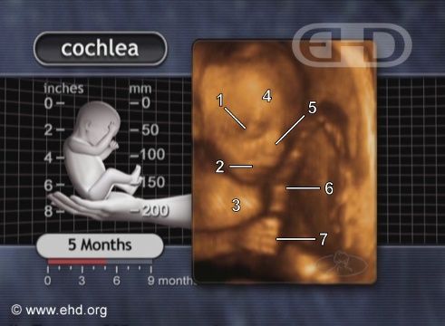 5-month-baby-womb-unborn