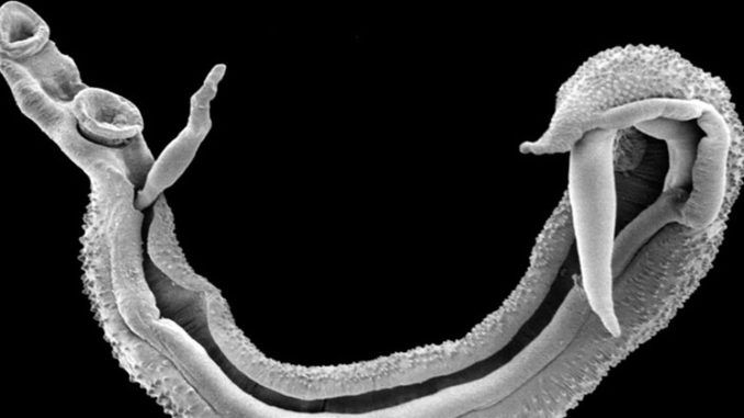 Deadly parasitic worm set to invade Europe due to uncontrolled migration