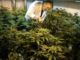 Two major companies, Monsanto and Bayer, have recently joined forces and seem to be plotting to take over the cannabis industry, creating a monopoly in the lucrative marijuana market.