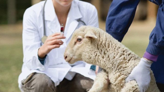 Spanish sheep study shows aluminum from vaccines remain in lymph nodes one year after injection