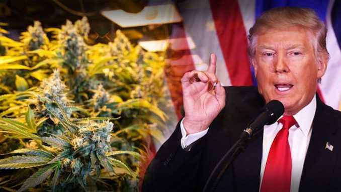 Facebook begins banning hemp pages after Trump signed Farmers Bill