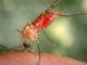 Scientists release genetically modified Mosquitoes in Italian laboratory