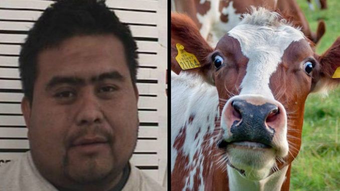 Illegal alien arrested for raping cow in U.S.
